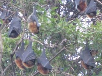 Flying Foxes of Sydney ~   The Sydney Botanical Gardens is a great home to these bat-like foxes.  