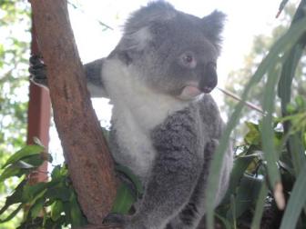 Koala ~   The Koala is just one of the many fantastic animals of Australia.  ...Isn't he cute!  