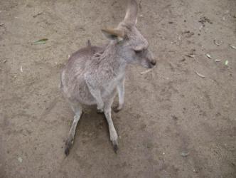 Australian Animals ~   There's not a shortage of Kangaroos in Australia.  They're cute like little doggies!  