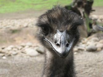 Emu ~   This is really a big bird!  