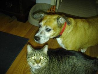 Buster & Paddy ~ Buster the Benevolent Boxer and Paddy the Fur Ball