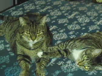 McGregor & Lucy ~ McGregor on the left born April 1996
Lucy on the right born March 2010