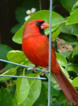 Male cardinal sitting on my tomato cage. ~  Here he is thinking if he should visit my feeder.. 
