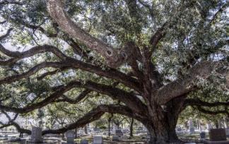 Oak in Cemetary ~ Memories of a Mississippi Summer
