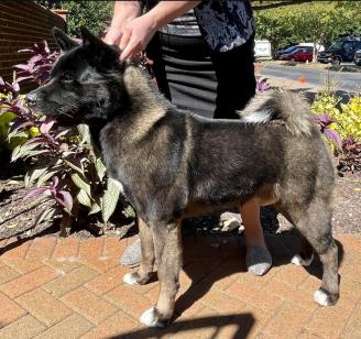 Buddy At Akita Nationals 2022 ~ Buddy was not entered in this dog show, he had not yet been trained to be shown in a ring.  He is 2 years, 7 months old in this photo.