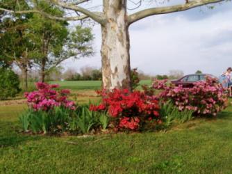 My Front Yard ~ The azaleas are in bloom around my Sycamore Tree