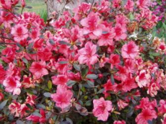 Azeleas Close up ~ My front yard during the first week week of April.  