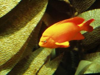 Garibaldi Fish ~ The Georgia Aquarium 