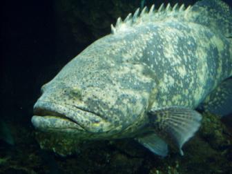 Grouper ~ The Georgia Aquarium 