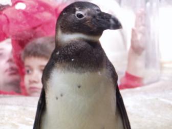 South African Temperate Water Penguin ~ The Georgia Aquarium 

Look closely...the kids have their faces up close to the glass.  *Smile*