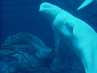 Beluga Whale ~ The Georgia Aquarium 

This take is two stories tall.  