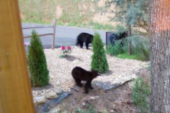 Bears! ~ Black bears looking for something to eat.  