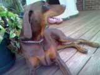 Dakota ~ one of my dobermans.