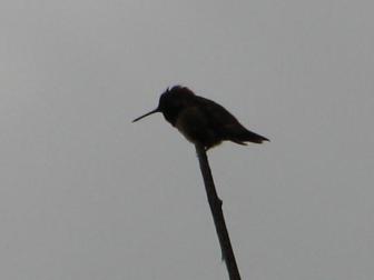 Hummer Time Out ~  Taking a rest while he tries to remember the tune. 