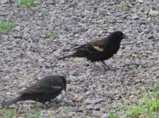 Strange Visitors ~  Can anyone identify these birds?  Tor says they're immature red-winged blackbirds.