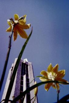 Campanile at Kansas University ~  ... as seen from the viewpoint of daylilies. 