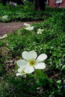 Anemone ~  International Garden, Lawrence, Kansas. 