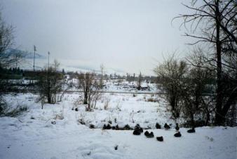 Ducks on the bank above the Clark Fork ~  Very few birds in MT in the winter. 