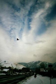 2 lone birds ~  One in the sky; one along Broadway. Looking east in Missoula, MT. Mt. Jumbo on the left.  