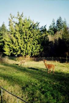 Earl and Andy ~  My sister's alpacas, Washington, Autumn, 2007. 