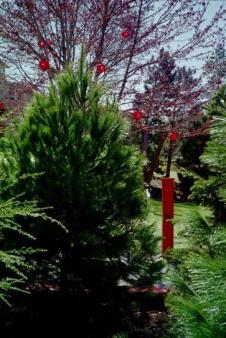 Red Lanterns ~  For an exhibit at Spencer Art Museum, U. Kansas. Note the red blossoms on the maple trees. 