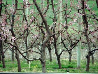 Cherry blossoms, April 2008 ~  Cherry blossoms, April 2008 in Eastern Oregon. 