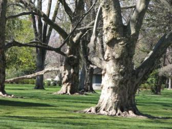 Fantasia trees ~  Don't these trees look like they're ready to sing and dance?. 