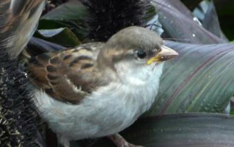 Bird ~  I captured this bird on film one morning. 