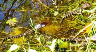 Babies ~  I stumbled across these little guys while fishing.
I bet mama was around somewhere. 