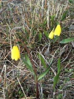 Yellowbells ~  Yellowbells on the North Hills. Taken March 29, 2010, Missoula, Montana. This is an edible native bulb. 