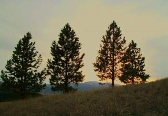 Sunset through the pines ~  Southside of Mt. Sentinel, Missoula, MT; a cloudy sunset, April, 4, 2010. 