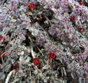 Thyme and sedum ~  Garden, 4th near Higgins, Missoula, MT. 