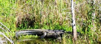 Mama ~  Ahhh! There's mama.  I think I better leave now.I was actually about 50 feet away from her, but I was in my boat.  The gator was much bigger than my 14 foot John boat was.  