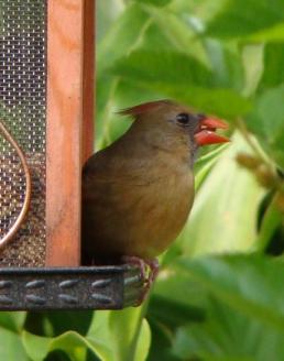 Female Cardinal Side View ~  No description included. 