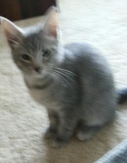 Misty ~  gray kitten. 