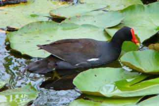 Moorhen looking for food ~ 