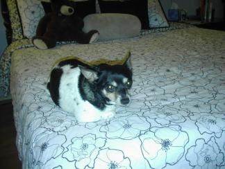 Pancho on My Bed ~ Pancho on my bed - July 2010