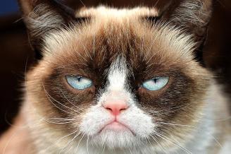 Grumpy Cat ~  No description included. 