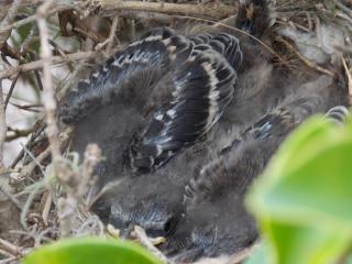 Baby Mockingbirds with bluish feathers! ~  These little bundles of joy were chilling in their nest. One of the adult mockingbirds has a gorgeous blue under her wings when she extends them. Never saw that before as we only have Northern Mockers here. However, somehow, a blue mocker and a Northern Mocker must have met, and generations later we have this beautiful mix with a lighter, brighter blue infusion.  