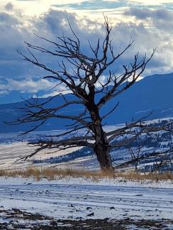 Naked Mountaintop Tree ~ I love taking photo's of things like this!